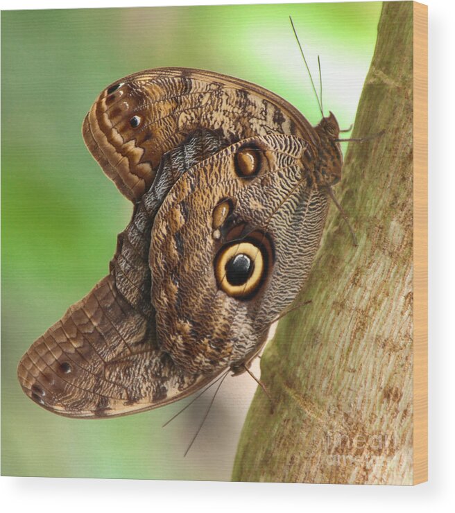 Caligo Wood Print featuring the photograph Two Caligo Atreus Butterflies by Amanda Mohler