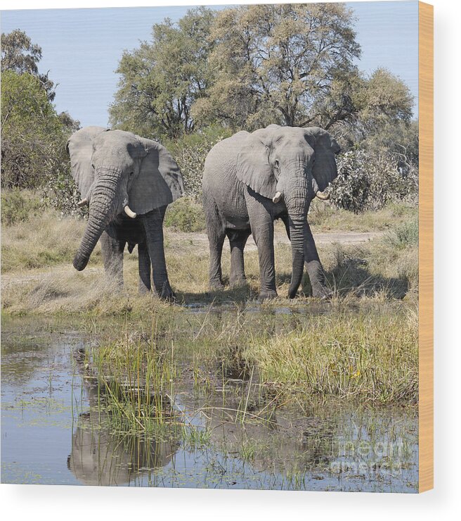 African Elephant Wood Print featuring the photograph Two male Elephants Okavango Delta by Liz Leyden