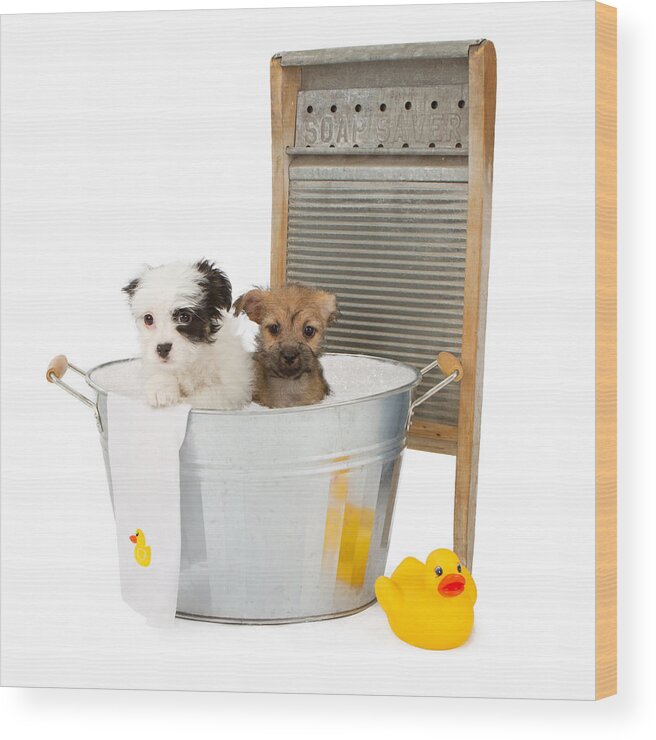 Animal Wood Print featuring the photograph Two puppies taking a bath by Good Focused