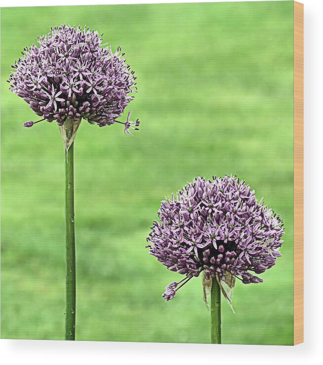 Purple Sensation Alliums Wood Print featuring the photograph Two Purple Sensation Alliums by Janice Drew