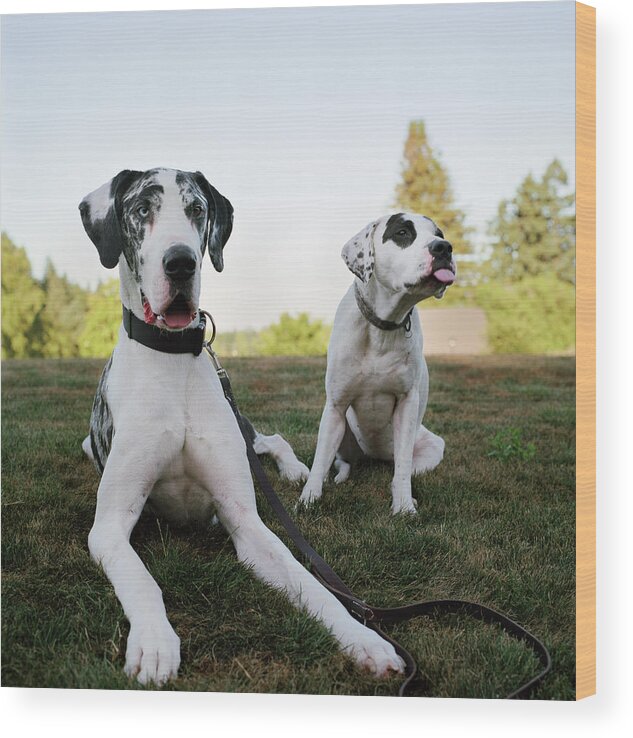 Pets Wood Print featuring the photograph Two Silly Dogs In Park by Danielle D. Hughson