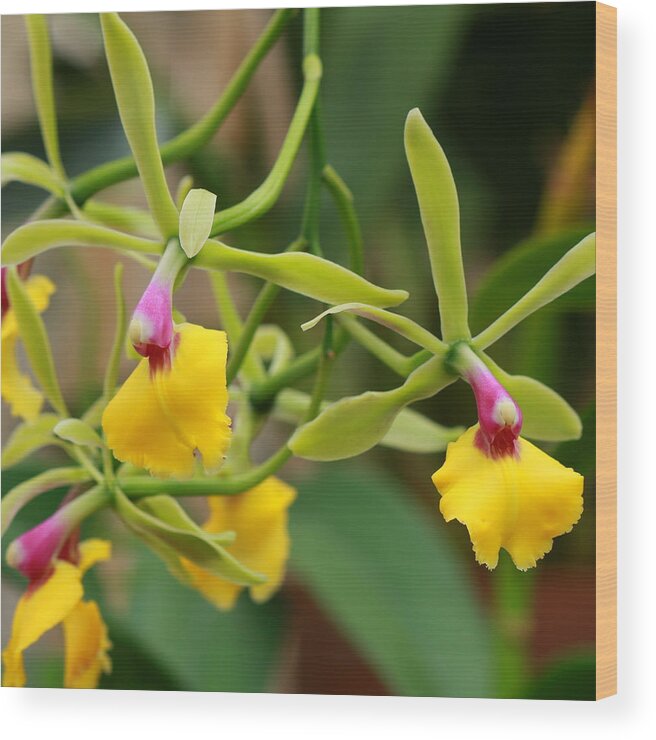 Epidendrum Wood Print featuring the photograph Unusual Orchid by Carol Montoya