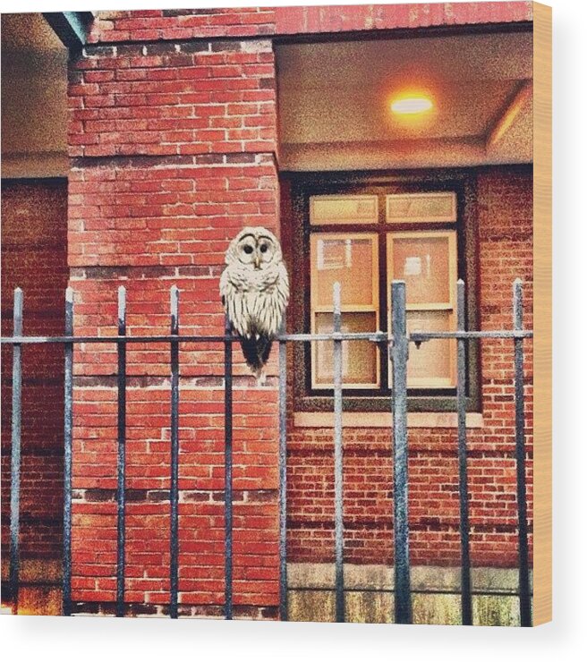 Urban Wood Print featuring the photograph Urban Owl (aka Barred Owl) by Ryan Laperle
