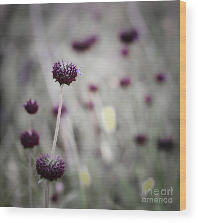 Wildflower Wood Print featuring the photograph Visualization by Tamara Becker