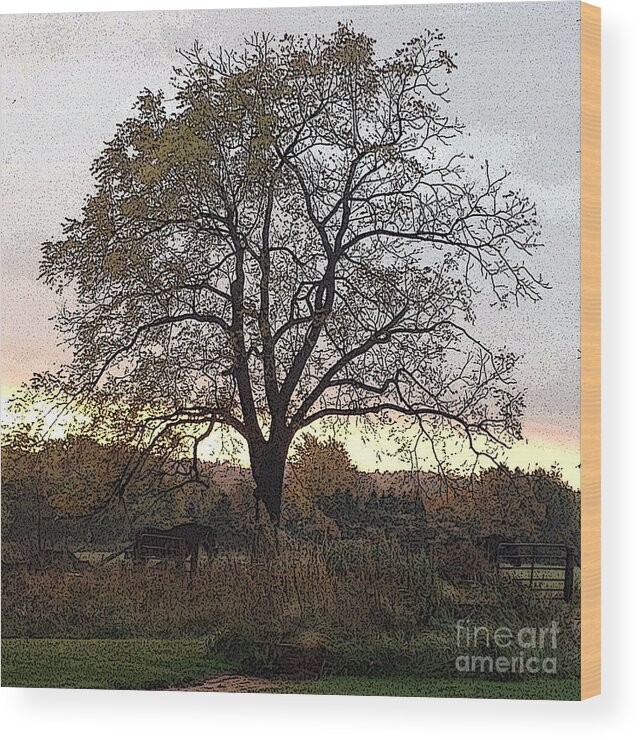 Sunrise Wood Print featuring the photograph Walnut Tree Series Poster Edges by Conni Schaftenaar