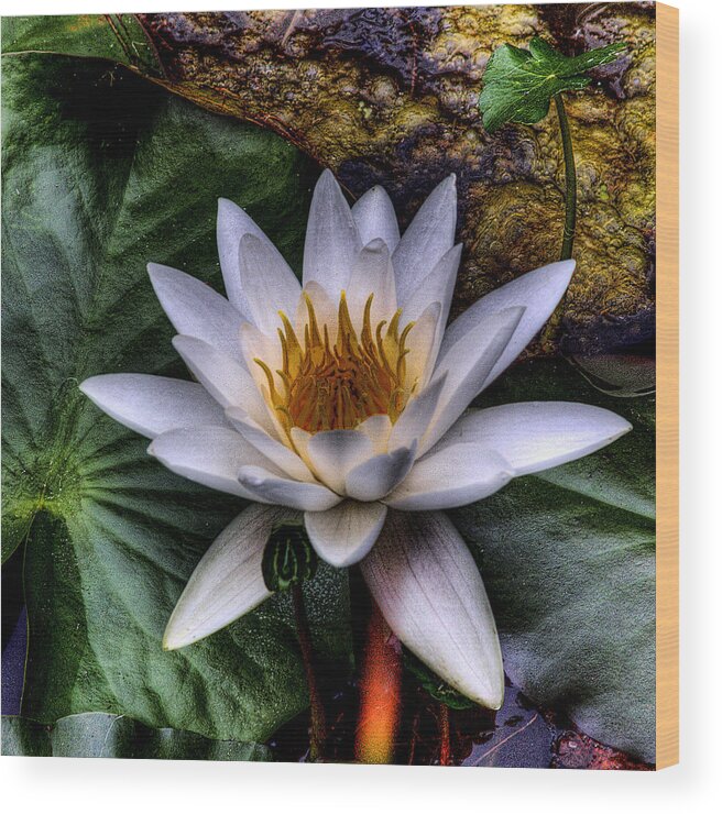 Water Lilly Wood Print featuring the photograph Water Lily by David Patterson