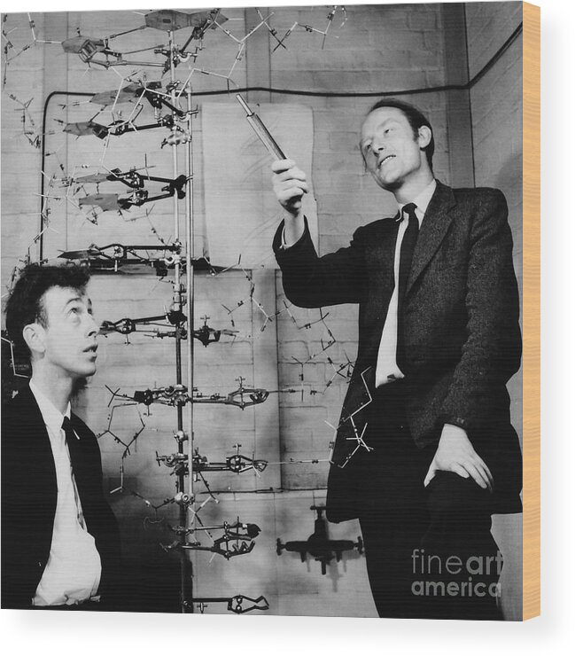Watson Wood Print featuring the photograph Watson and Crick with DNA Model by A Barrington Brown