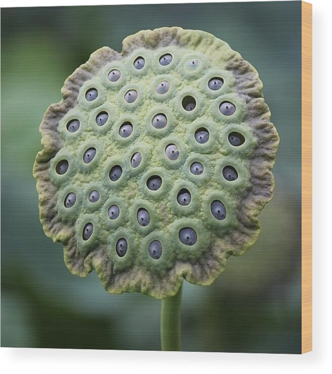 Beautiful Wood Print featuring the photograph Went To A Botanical Garden In Kauai by Erik Hogan