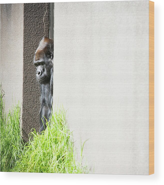 Alert Wood Print featuring the photograph Western Lowland Gorilla In A Zoo by Ron Koeberer