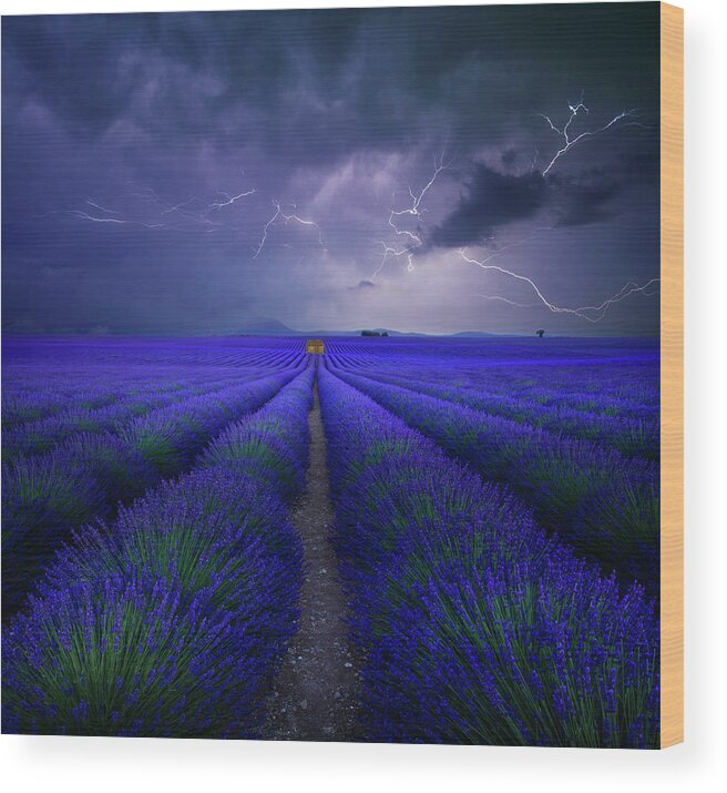 #faatoppicks Wood Print featuring the photograph Wetter Im Lavendelfeld by Franz Schumacher