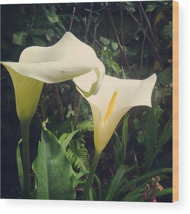 Beautiful Wood Print featuring the photograph #whatabeauty #white #lilies #stunning by Jemma Walsh