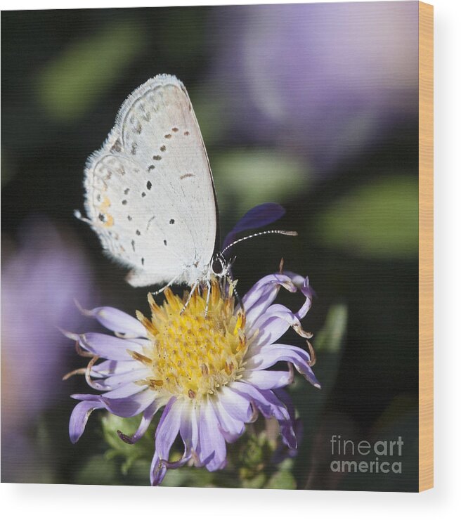 Butterfly Wood Print featuring the photograph White Butterfly by Chris Scroggins