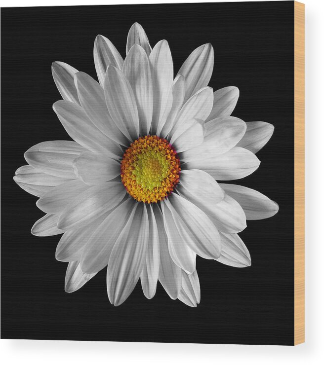 Flowers Wood Print featuring the photograph White Daisy Still Life Flower Art Poster by Lily Malor