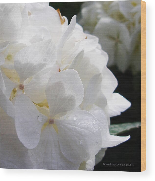  Wood Print featuring the photograph White Flower Close 04 by Brian Gilna