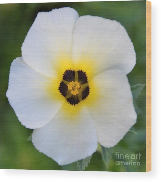 White Flower-spotlight Wood Print featuring the photograph White Flower- Spotlight by Darla Wood