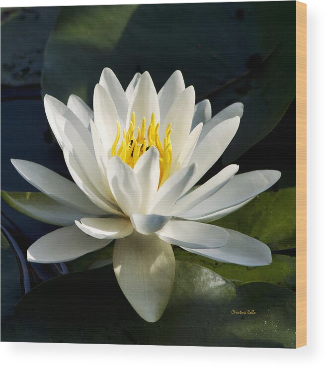Water Lily Wood Print featuring the photograph White Water Lily by Christina Rollo