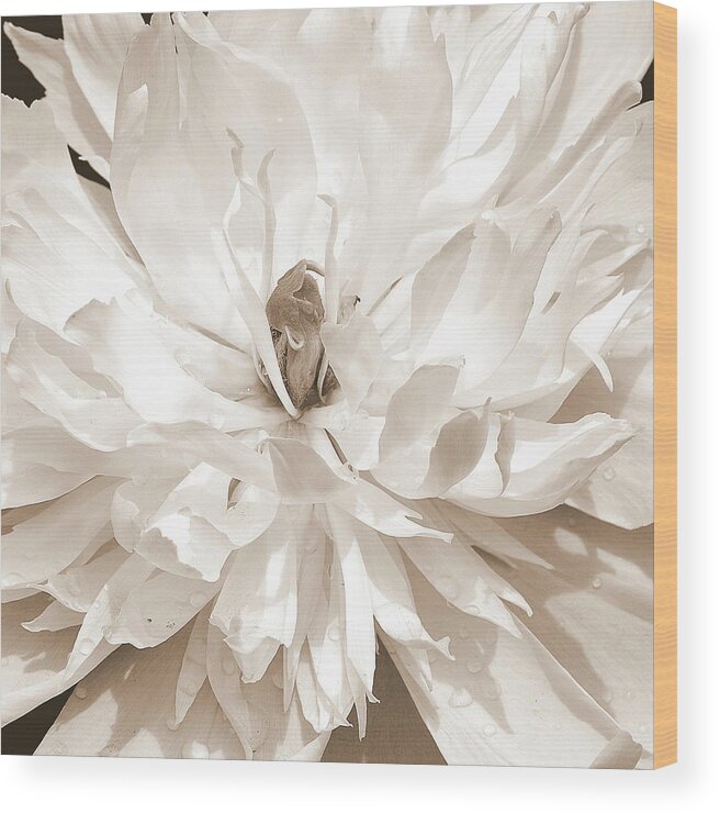 Art Wood Print featuring the photograph White Peony I Sepia by Joan Han