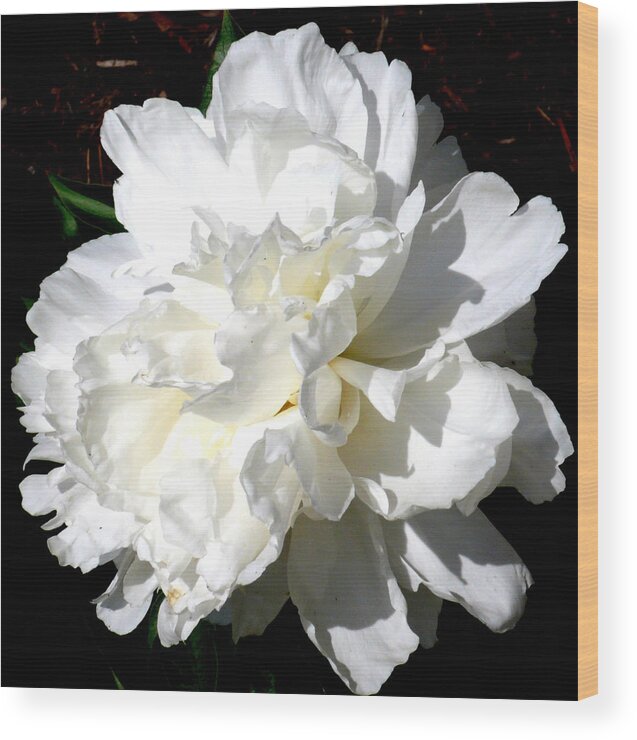 Peony Wood Print featuring the photograph White Peony by Katy Hawk