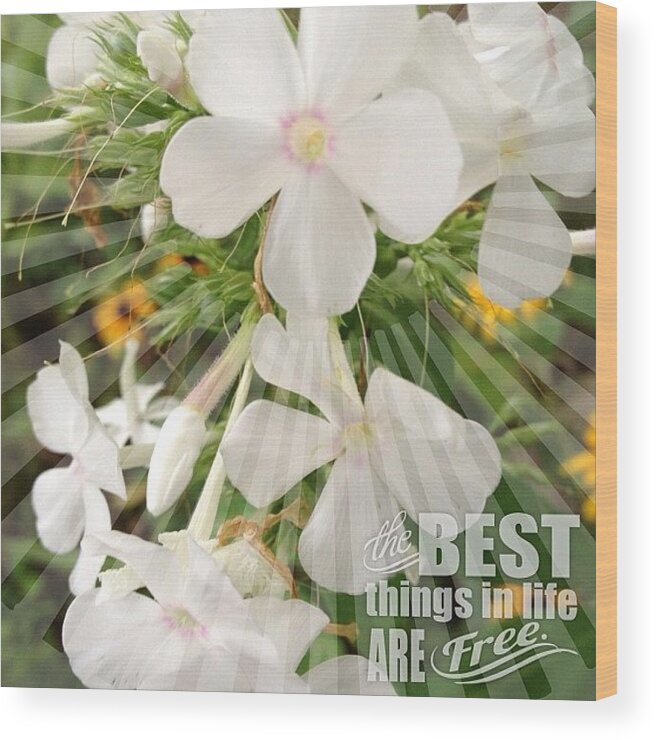 Summer Wood Print featuring the photograph #white #phlox #garden #flower #bloom by Teresa Mucha