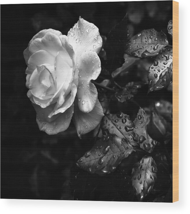 Rose Wood Print featuring the photograph White Rose Full Bloom by Darryl Dalton