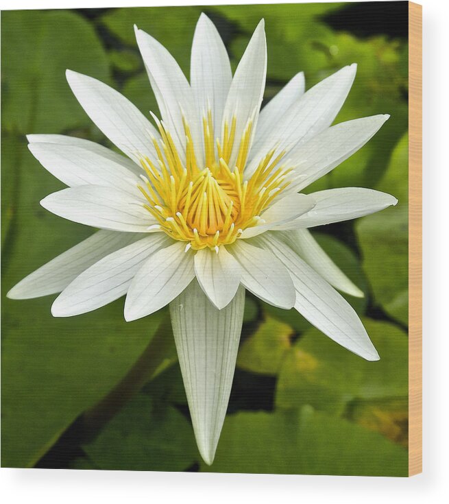 Nymphaeaceae Wood Print featuring the photograph White Waterlily by Venetia Featherstone-Witty