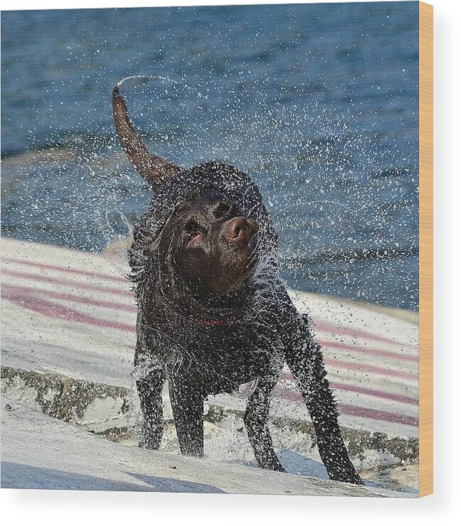 Chocolate Labrador Retriever Wood Print featuring the photograph Whole Lot Of Shaking Going On 4 by Fraida Gutovich