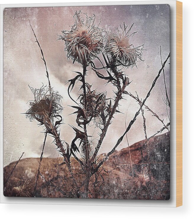 Photography Wood Print featuring the photograph Wildflower11-2 by Gregg Jabs