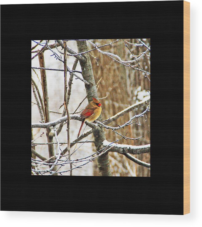 Bird Wood Print featuring the photograph Winter Cardinal by Aimee L Maher ALM GALLERY