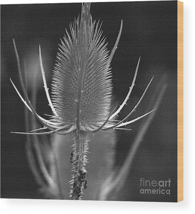 Flower Wood Print featuring the photograph Withered Thistle by Eva-Maria Di Bella