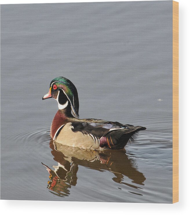 Wood Duck Wood Print featuring the photograph Wood Duck by David Armstrong