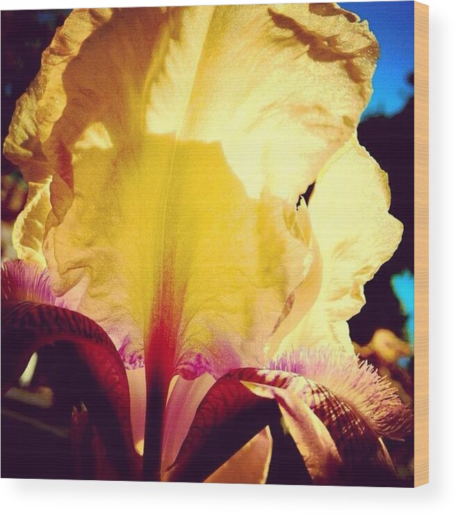 Photowizard Wood Print featuring the photograph Yellow #5 Edited With by Leo Disanto