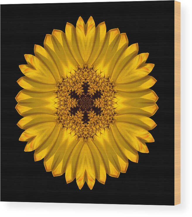 Flower Wood Print featuring the photograph Yellow African Daisy Flower Mandala by David J Bookbinder