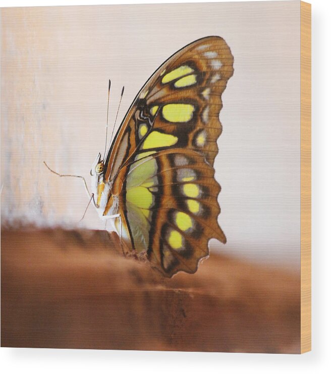 Butterfly Wood Print featuring the photograph Yellow Butterfly by Nathan Miller