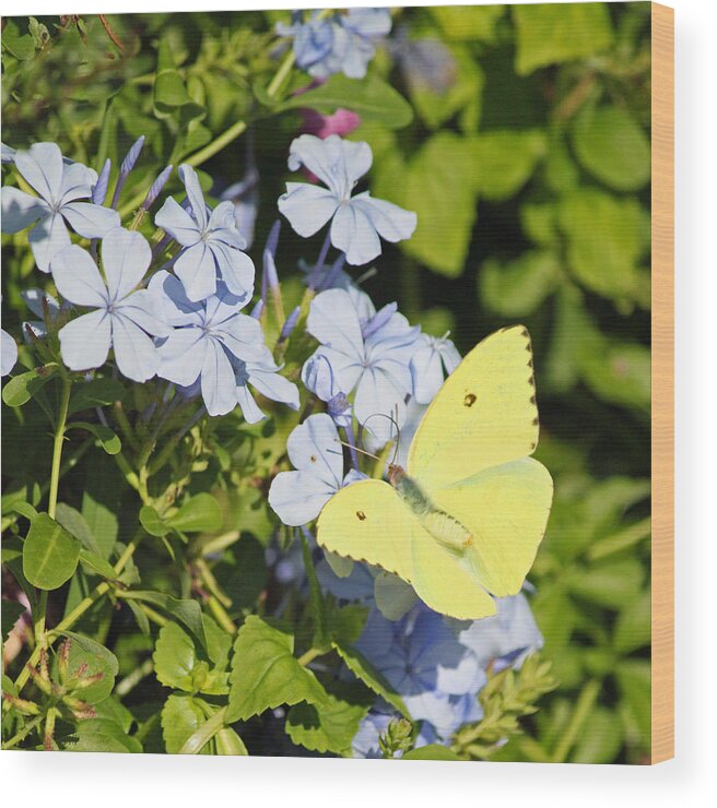 Yellow Wood Print featuring the photograph Yellow on Periwinkle by Suzanne Gaff