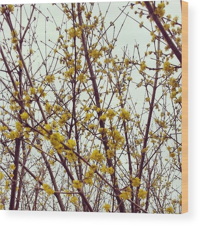 Natureonly Wood Print featuring the photograph Yellow Spring #soft_tones #shotoftheday by Lotte Corvinius