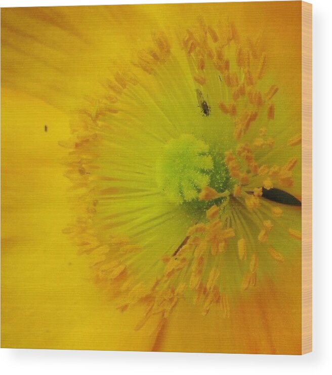  Wood Print featuring the photograph Yellow With Friend by Katrise Fraund