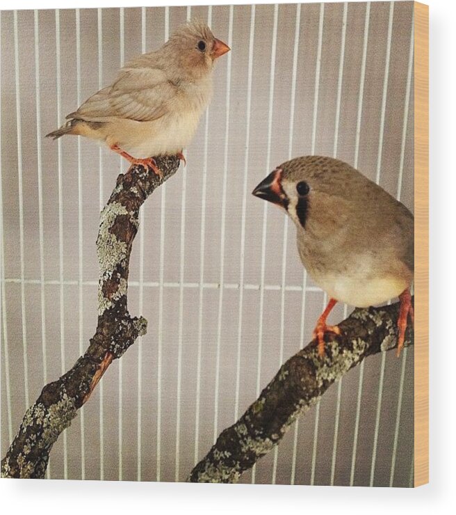 Bird Wood Print featuring the photograph Zebra Finches by Christy Beckwith