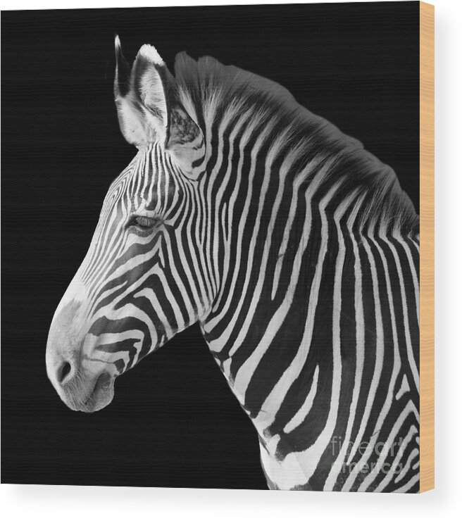 Zebra Wood Print featuring the photograph Zebra Head blk background by Cheryl Del Toro