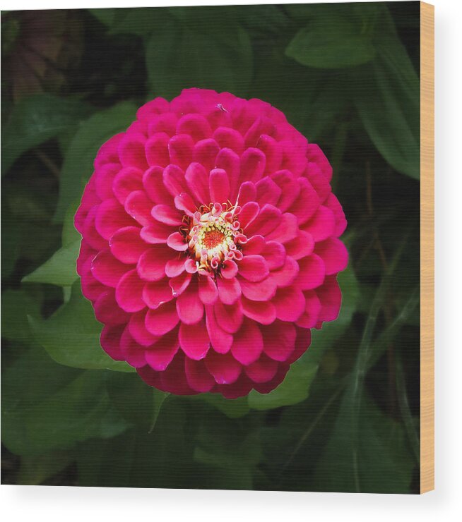 Zinnia Flower In Full Bloom Wood Print featuring the photograph Zinnia in Bloom Square by Kenneth Cole
