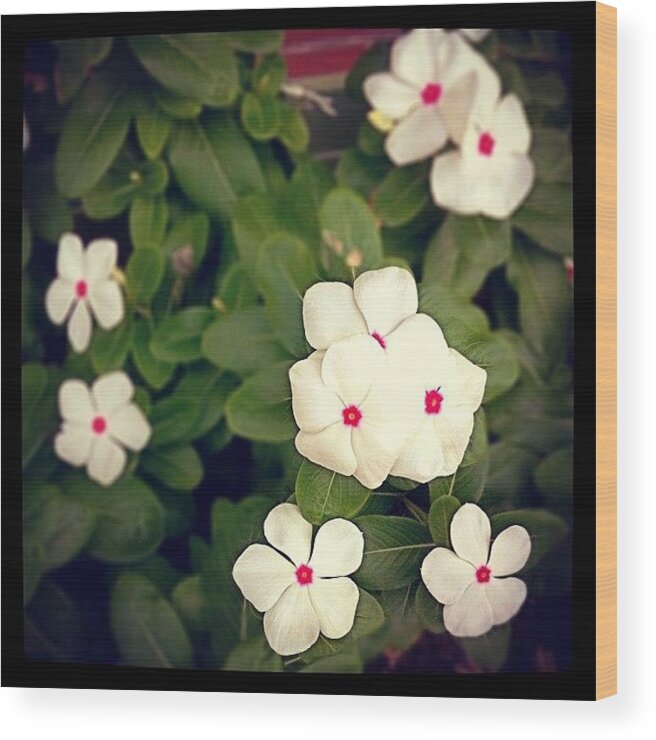 Antique Wood Print featuring the photograph #白花 #花 #flower #flowers #green by Ayami Nakamura