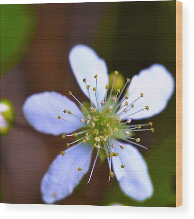 Macroflower Wood Print featuring the photograph ... Pretty I'm Not A Weed Flowers by Penni D'Aulerio