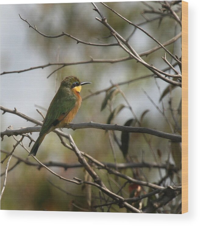 Yellow Throated Bee Eater Wood Print featuring the photograph African Bee Eater #1 by Joseph G Holland