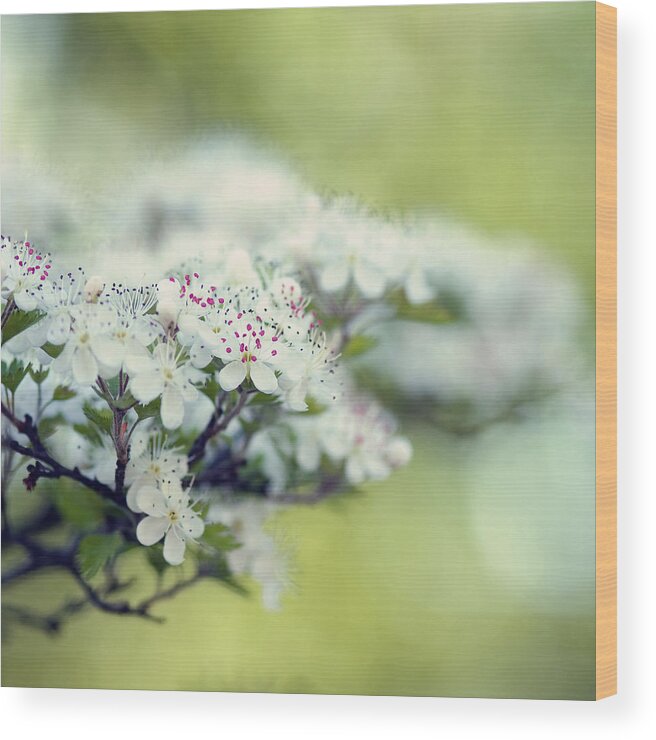 Blossoms Wood Print featuring the photograph Blossom by Joel Olives