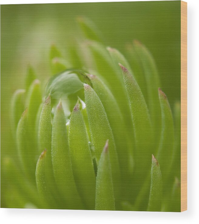 Green Wood Print featuring the photograph Caught #1 by Carrie Cranwill