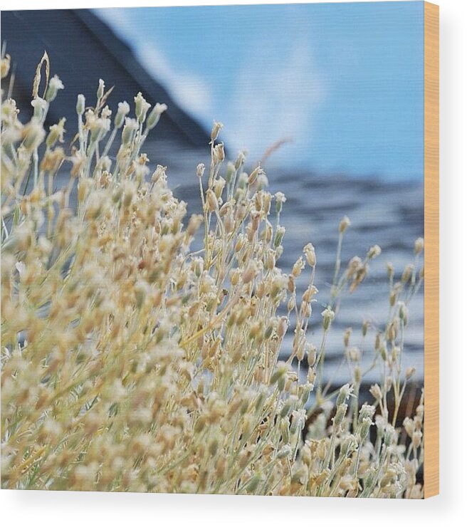 Plants Wood Print featuring the photograph France, Auvergne, Cantal, Hameau Des #1 by Val Lao