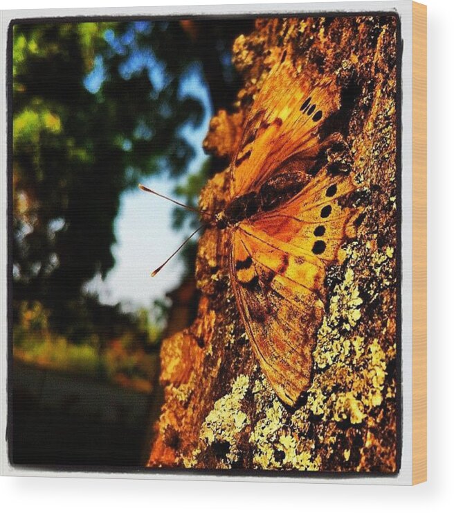  Wood Print featuring the photograph Hackberry Butterfly #1 by Dana Coplin