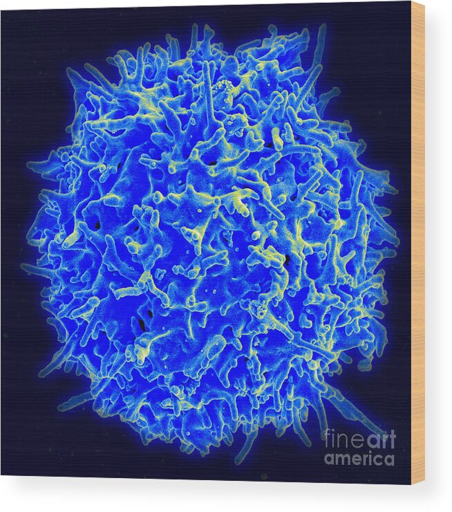 Biology Wood Print featuring the photograph Healthy Human T Cell, Sem #1 by Science Source