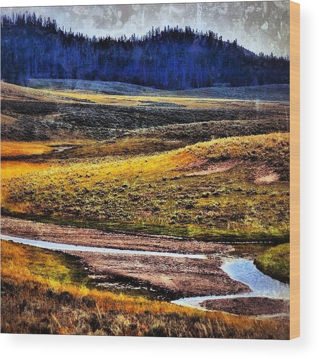 All_photos Wood Print featuring the photograph Home, Home On The Range. Yellowstone #1 by Chris Bechard