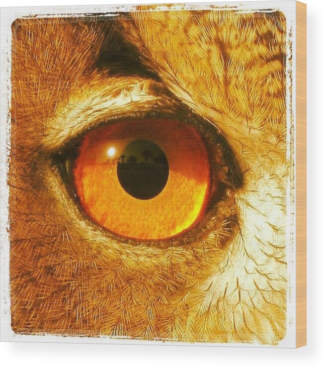 Owl Wood Print featuring the photograph Instagram Photo #1 by Tony Benecke