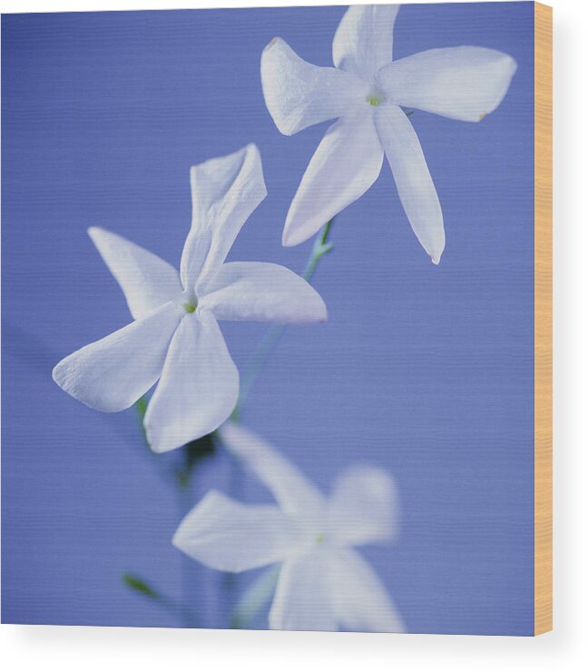 Jasmine Flowers (jasminum Sp.) #1 by Cristina Pedrazzini